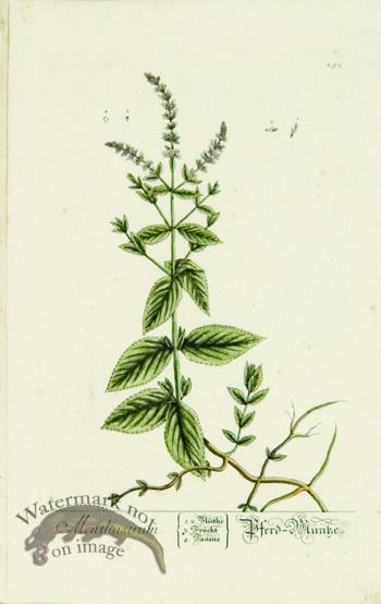 Blackwell German 024